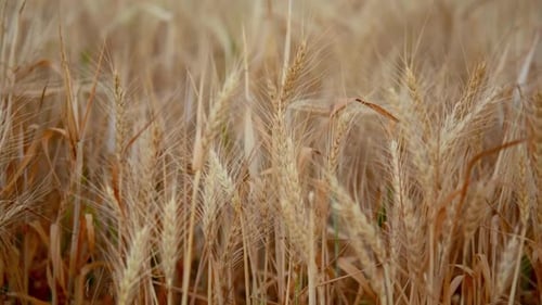 Close up of wheat ears on light wind at sunny day. Golden wheat field over blue sky at summer day. S