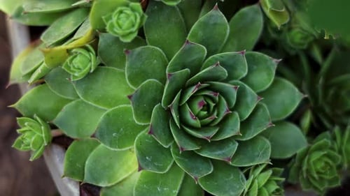 nombreuses plantes de cactus et succulentes dans le jardin à pointes rapprochées 4K. Naturel, authentique, environnemental, vert