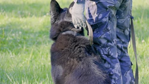 Black German Shepherd Dog Standing on Grassy Field