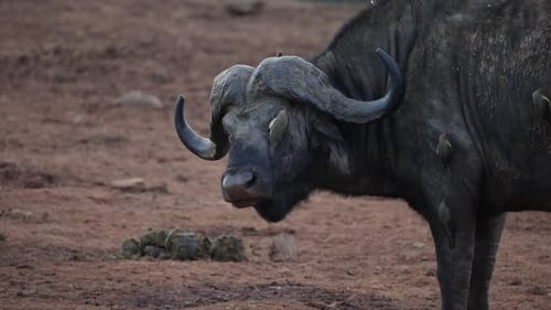 Buffalo Starlings limpia la piel de un búfalo africano