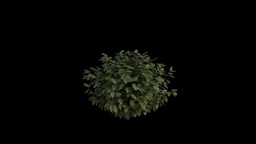 Hornbeam blowing in the wind Loop Animation. Wind blows Carpinus Betulus. Alpha Channel