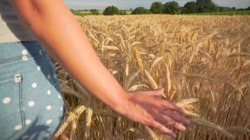 Free Spirited Woman Runs Her Ring Hand Through Golden Ears of Wheat