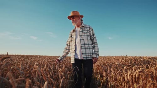 Senior Farmer Walking Through Wheat Field