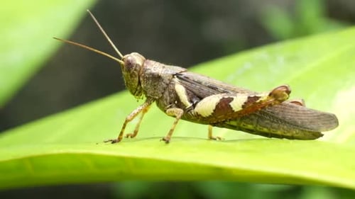 Grasshopper On Green Leaf Gently Moving In The Wind. - macro