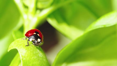 Ladybug Walk on the Green Leaf of a Plant
