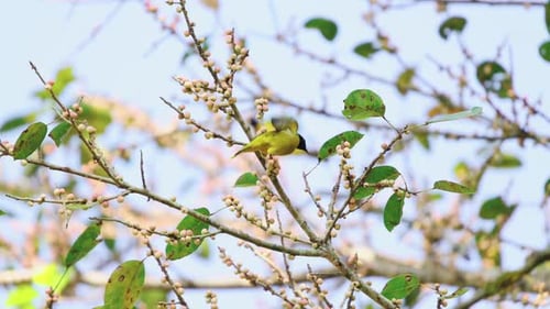 Yellow Bird Feeding on Berries in Tree Branches