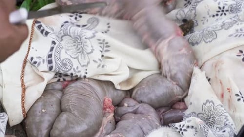 Person chooses and cuts fresh casings freshly removed from the pig - Close up