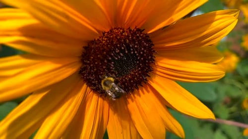 Bee on Sunflower Close Up in Daytime