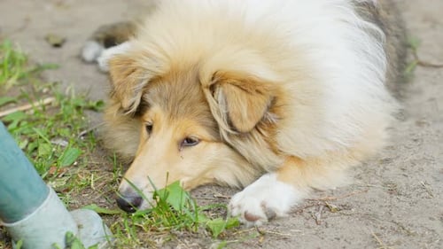 Bored rough collie dog laying on ground, close up