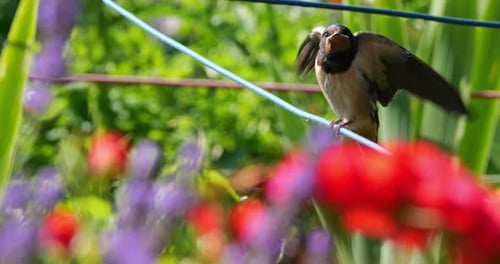 Barn swallows (Hirundo rustica) feeding chicks, Southern France