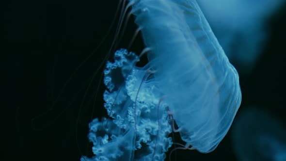 Hypnotic Medusa Movement in Ocean Depth Translucent Jellyfish Body Neon ...