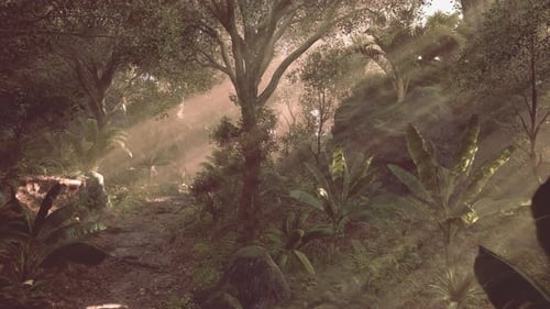 Sunlight Filtering Through Trees in a Lush Tropical Forest During the Morning