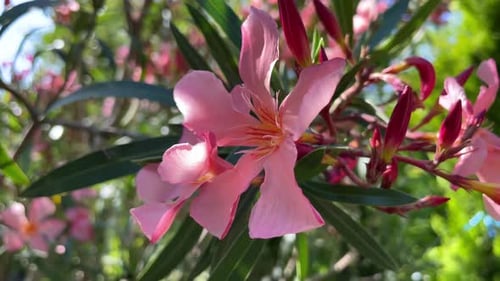 Vibrant Pink Oleander Blossoms in Sunlit Garden