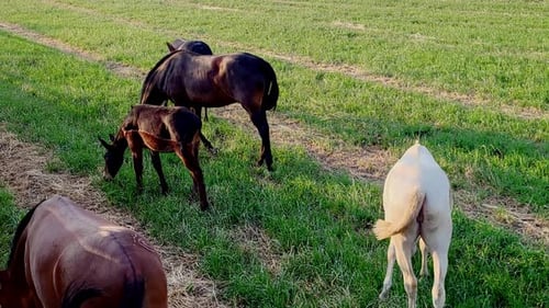 Horses and donkeys grazing grass at dusk. Herbivores grazing. Spain.
