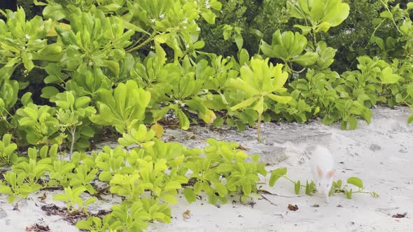 white albino rabbit bunny in the maldives jumping through the greenery ...
