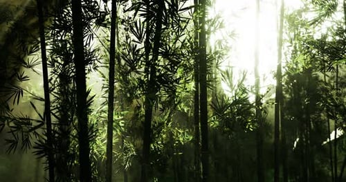 Sunlight Filtering Through Lush Bamboo Forest During Early Morning