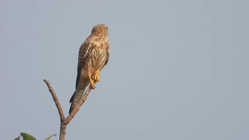 Hawk Perched on a Branch Watching