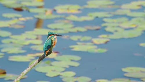 Vue au ralenti du martin-pêcheur en Frise, aux Pays-Bas, perché au-dessus d'un étang, regardant vers la gauche un