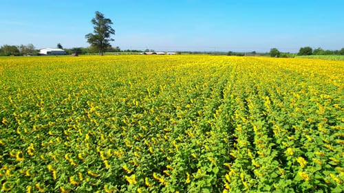 Aerial view over a large field of beautiful sunflowers