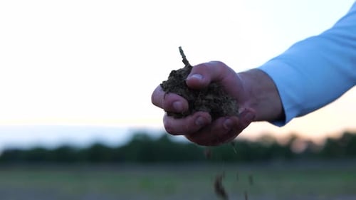 Close Up Hand of Male Farmer Taking Handful of Fertile Black Soil and Examining It Ground Fertile