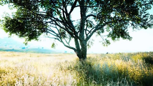 Landscape with a Hill and a Single Tree at Sunrise with Warm Light