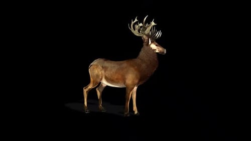 Deer Alerted