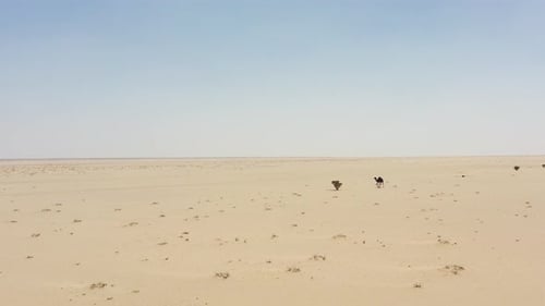 Group of Camels in the heart of Saudi Arabia desert