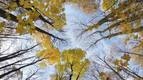 Autumn forest scene from the bottom up of the yellow treetops