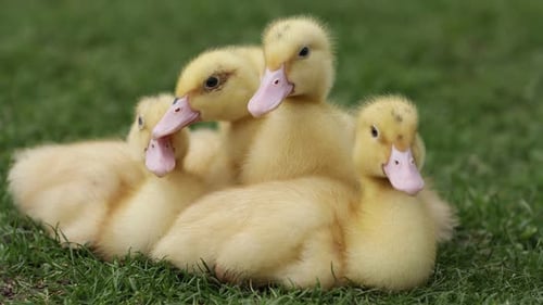 Süße gelbe Entenküken auf grünem Gras, Nahaufnahme. Tierbabys