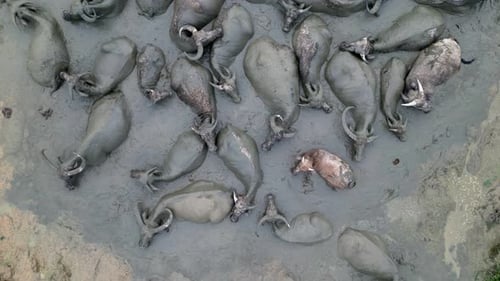 Aerial view herd of buffaloes gathered together