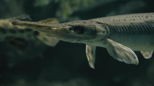 Elongated Mouth Of Spotted Gar Fish At Sendai Umino-Mori Aquarium In Miyagi, Japan. - Closeup