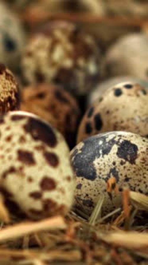 Quail Eggs Fall on Hay Filmed on a Highspeed Camera at 1000 Fps