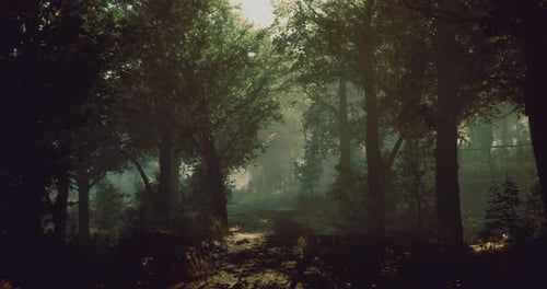 Sunlight Filters Through Trees in a Tranquil Forest Setting at Dawn