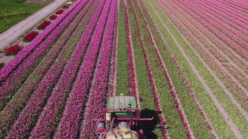 Aerial view of tulip and flower fields with tractor, Netherlands.