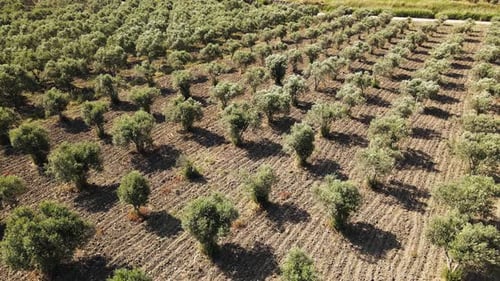 Oliveiras jovens crescendo em uma plantação em linha