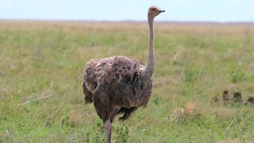 Curious Ostrich walks in the wild nature of the African savannah in the Seregeti