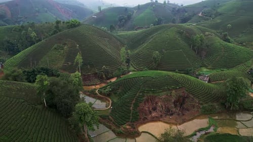 Aerial View of Morning Mist Over Tea Plantation Hills and Flooded Rice Paddies in Rural Vietnam