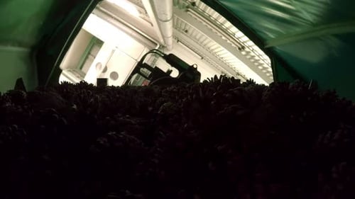Un gros tas de pommes de pin est versé hors du conteneur dans un récipient spécial