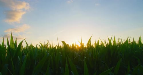 Shimmering Sunbeams Behind the Cornfield Stalks Close Up Shot on Corn Plants with Sun Backlight