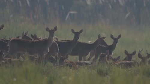 Swamp Deer