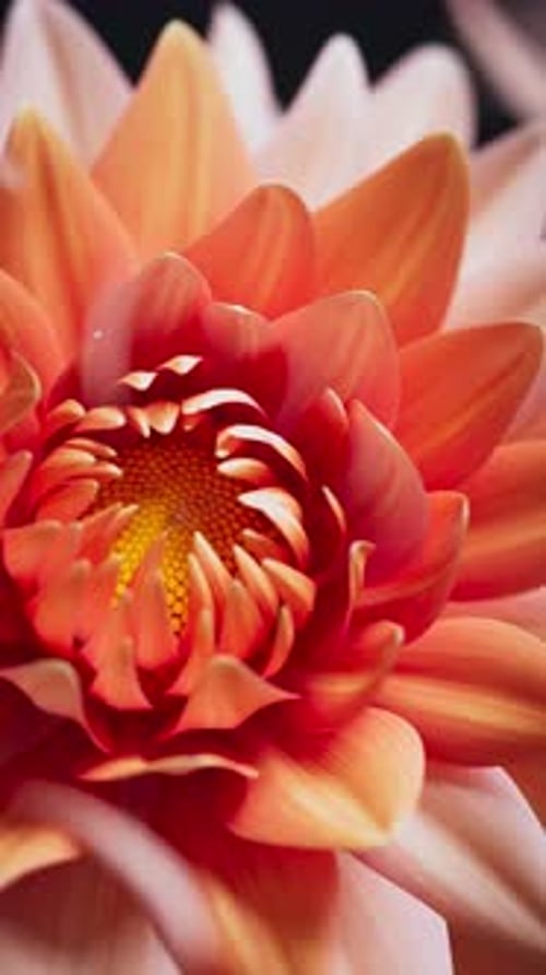 Vibrant Dahlia Flower Blooming Time-Lapse Animation
