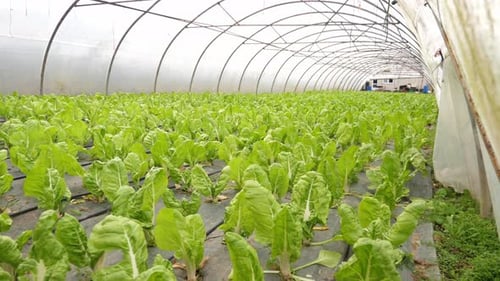 Eco fiendly, organic and sustainable green lettuce plantation, inside a pesticide free greenhouse