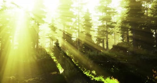 Les rayons du soleil créent une atmosphère magique dans un cadre forestier paisible