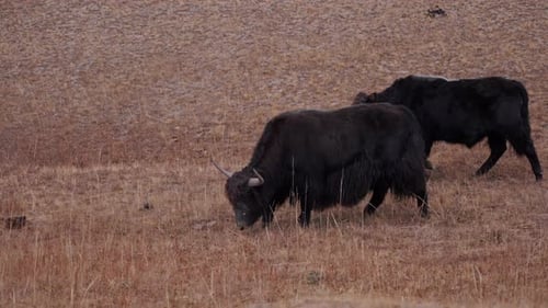 Yaks weiden auf trockener Bergweide Kirgistan
