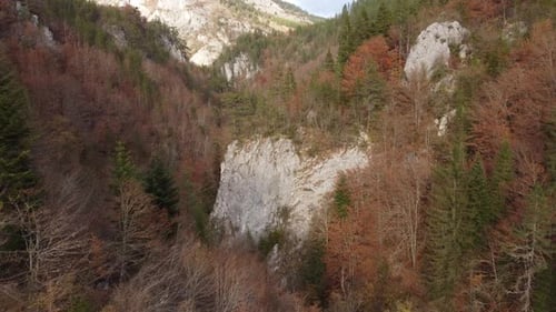 Aerial View of a Autumn Forest Through Which a Winding Road Passes in the Mountains