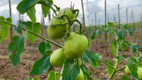 fresh green tomatoes