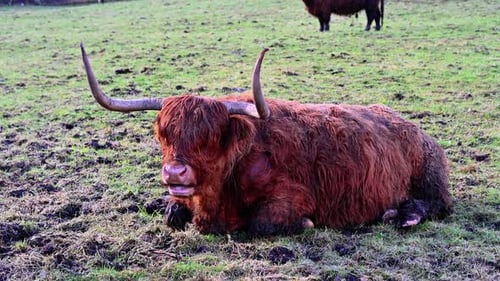 Highland Cattle Resting Peacefully in a Green Pasture