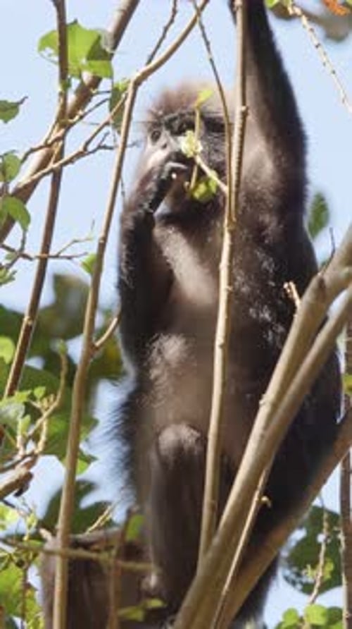 Singes à feuilles sombres en Malaisie à la verticale
