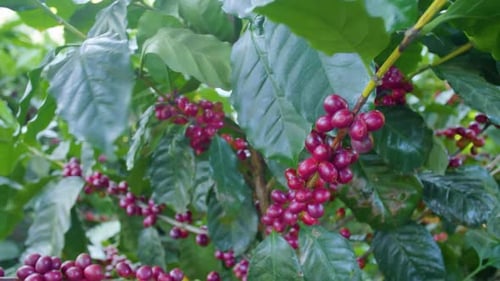 A coffee plant filled with red ripe coffee beans fruit in a windy field.