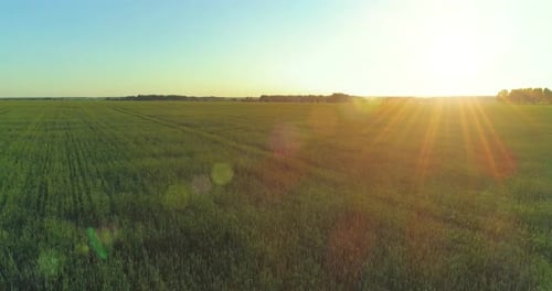 Low Altitude Flight Above Rural Summer Field with Endless Yellow Landscape at Summer Sunny Evening